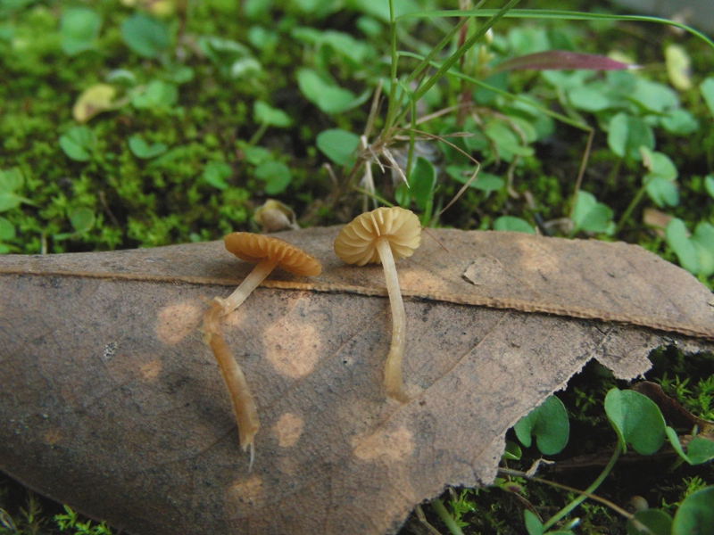 Giro nelle aiuole di medicina